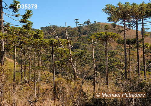 Campos do Jordao State Park, Sao Paulo, Brazil